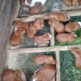 Eating Cuy Peruvian Guinea Pig delicacy
